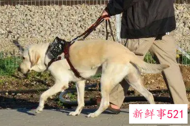 与爱犬更亲近的方法
