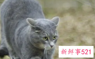 梦见猫丢了预示