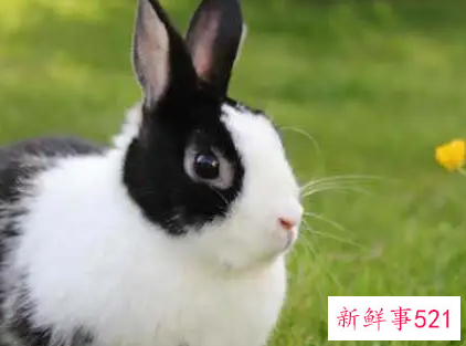 属兔的和属猴的相配吗