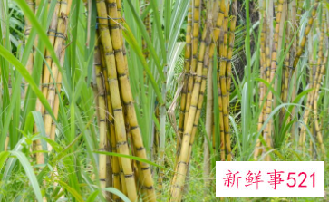 绿植落叶属于什么垃圾