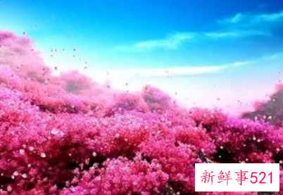 梦见一大片粉色桃花林