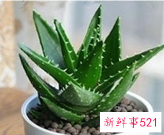 芦荟浇水的正确方法