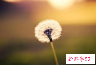 温暖的阳光作文600字记叙文