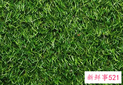 周公解梦之梦到一片绿草