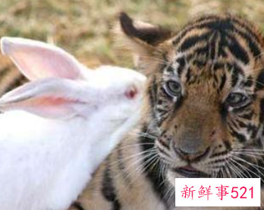 女虎男兔婚姻好不好