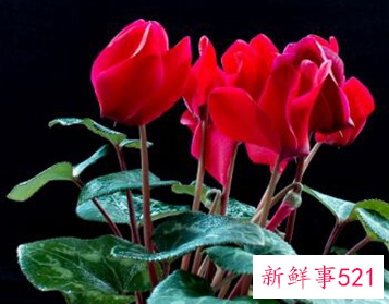 阳台养什么花招财并聚财