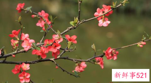 梦见花枝折了是什么意思