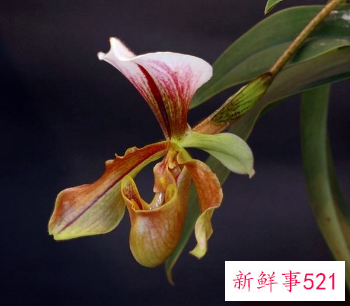 兜兰日常养护的要点有哪些