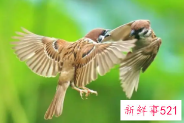 麻雀飞来阳台的寓意