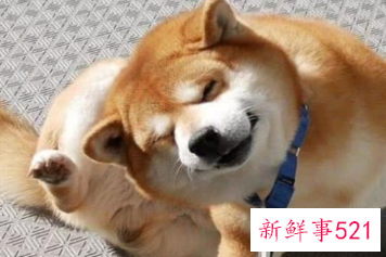 不建议养的五种狗