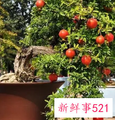 阳台种什么水果好养活