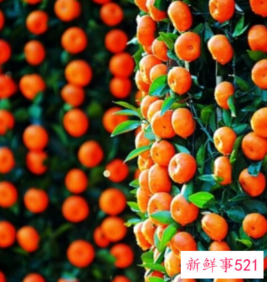 春节家庭摆放鲜花