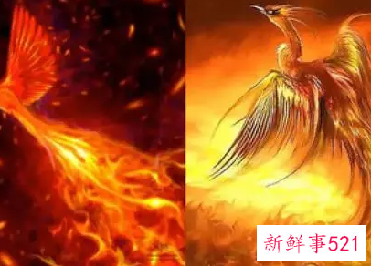 梦见火凤凰攻击我是什么意思