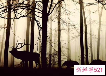 梦见雷电烧树然后大雨预示什么