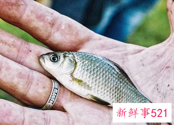 梦到抓鱼没抓到是什么意思