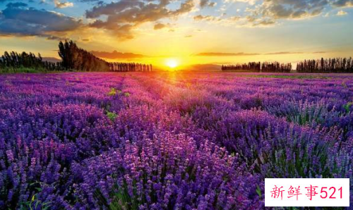 中国最大的薰衣草种植基地