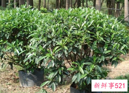 非洲茉莉对家居环境的影响