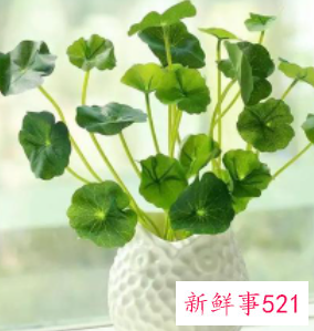 什么旺属虎的女人