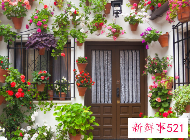 什么植物在家养比较吉利