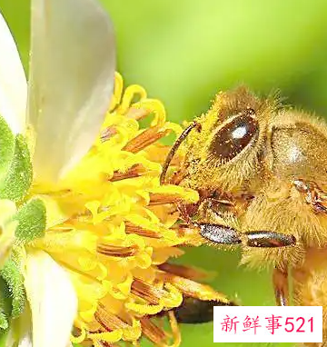 蜜蜂在办公室阳台做窝是好风水吗