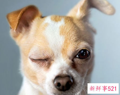 94年属狗女何时有姻缘