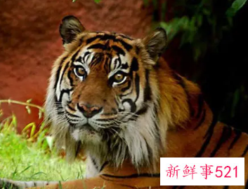 86年属虎取公司名字大全集