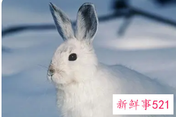 龙男与兔女结婚命如何