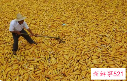 近期玉米还会涨价吗