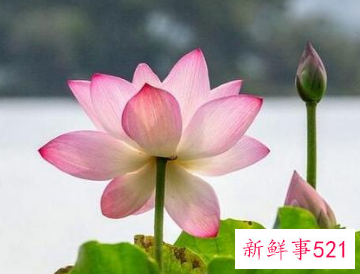 双叶荷花的寓意