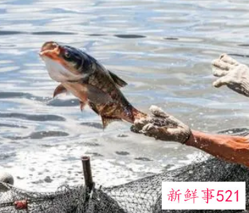 梦见自己打死鱼