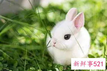 2022年1975年属兔女全年运势