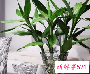 客厅放什么花最旺财