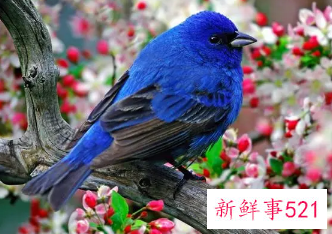 梦见羽毛很漂亮的鸟