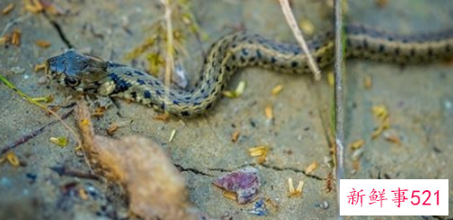 梦见蛇自己吃蛇肉