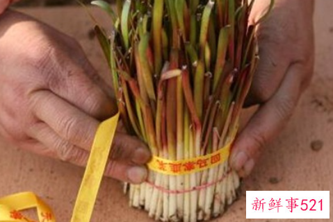 世界上最贵的蔬菜