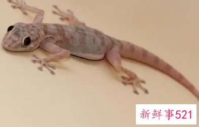 壁虎掉到身上什么预兆