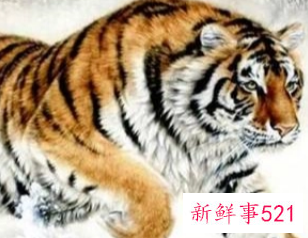 属虎的做什么生意好