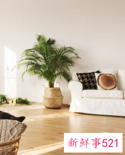 什么植物在家养比较吉利