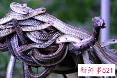 梦见很多蛇好不好