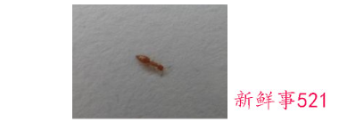 厨房很多小虫子怎么办