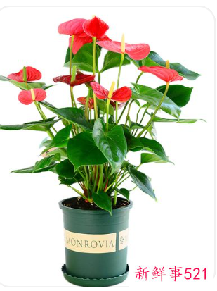 阳台养什么花招财并聚财