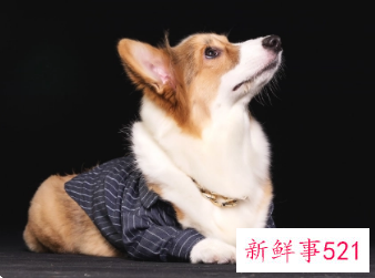 82年属狗女老了会靠谁呢