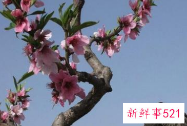 女人梦见桃花开满枝头