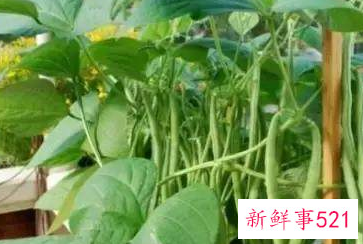 露台上适合种什么树