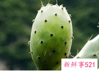 仙人果有什么好处