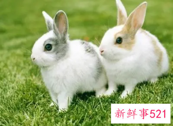 2022年1975年属兔女全年运势