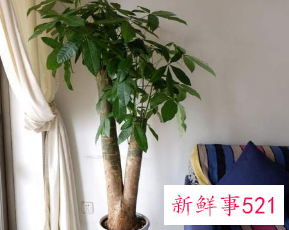 客厅放什么花最旺财