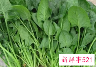 菠菜什么样的人不能吃