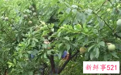 梦见李树李子树是什么意思