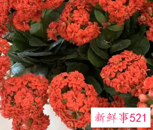 寓意健康长寿的花是什么花